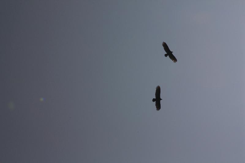 1045-per Nazca (panamericana),17 luglio 2013.JPG